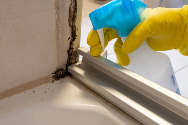 Best Mold Removal Process  in Cheltenham Village, PA