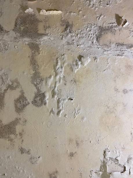 Best Toxic Mold Removal  in Cheltenham Village, PA